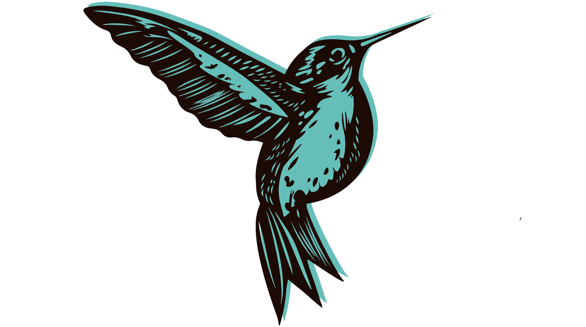 Gordo Colibrí
